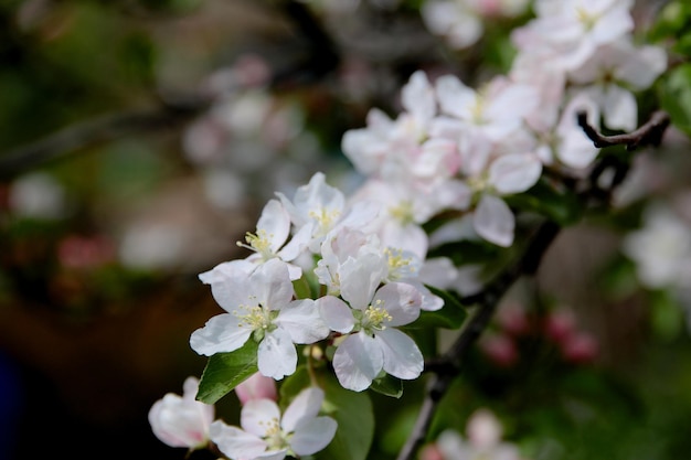 Beautiful blooming flower in garden, summer background. Photography magical flower on blurred background