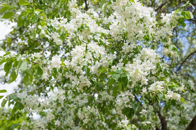 Beautiful blooming flowers of apple treeapple garden with blossom apple trees beautiful countryside