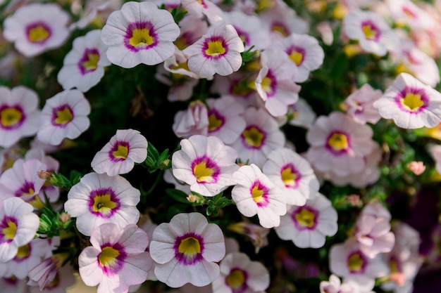 Beautiful blooming flowers in garden, summer background. Photography magical flower on blurred background