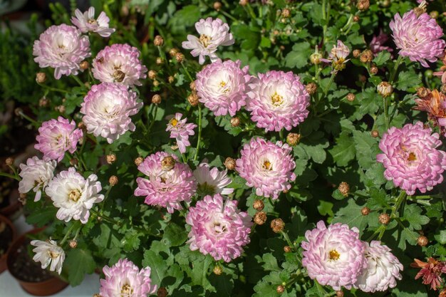 Beautiful blooming flowers for sale outside flower shop