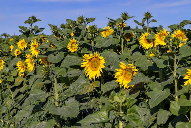 Beautiful blooming flowers sunflowers in the field