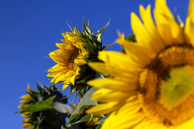 Beautiful blooming flowers sunflowers in the field