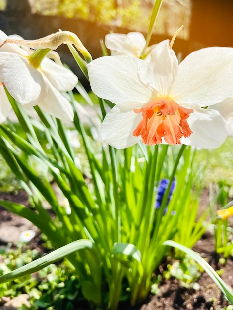 Beautiful blooming flowers white daffodils nature Selective focus