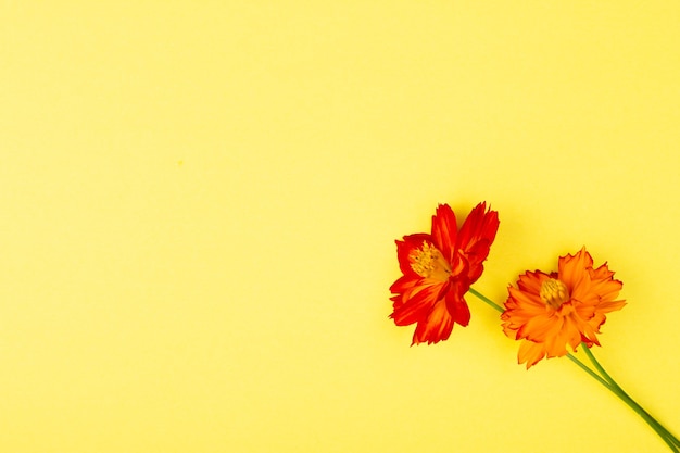 Beautiful blooming fresh flower on paper background