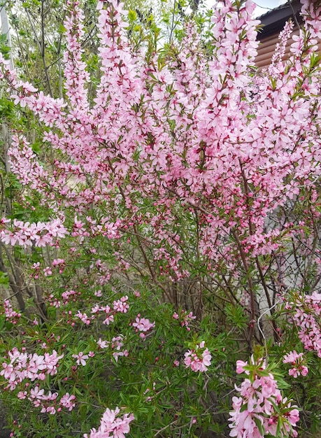 Beautiful blooming garden whitepink flowering cherry bushes plums vertical