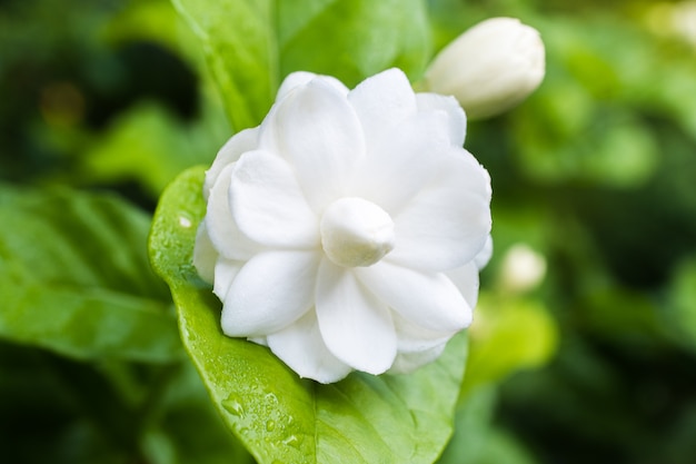 Beautiful blooming jasmine with dewdrops outdoors