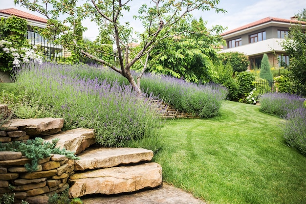 Beautiful blooming lavender grows in a garden in a private mansion