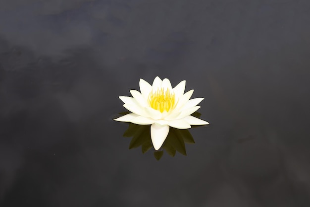 Beautiful blooming lotus flower Waterlily pond