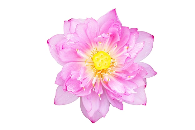 Beautiful blooming lotus flower on white background