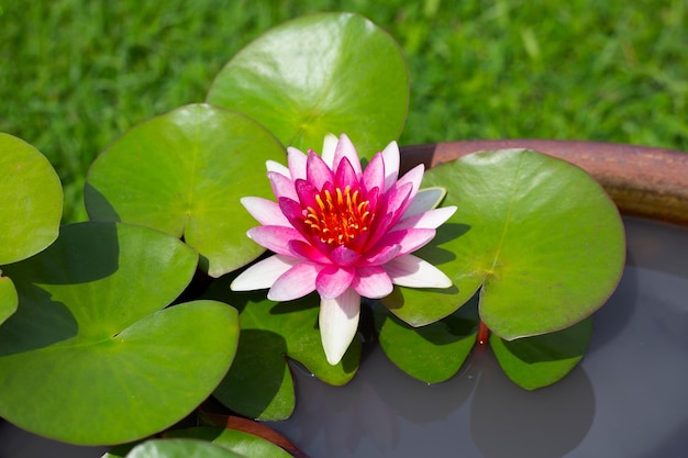 Beautiful blooming lotus flower with leaves Pink water lily pond