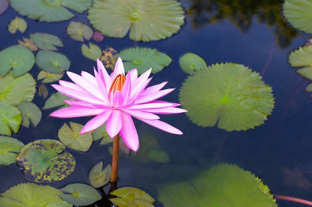 Beautiful blooming lotus flower with leaves Waterlily pond