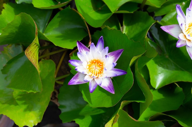 Beautiful blooming lotus flower with leaves Waterlily pond