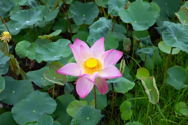 Beautiful blooming lotus flower with leaves Waterlily pond