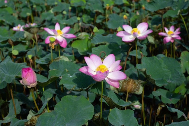 Beautiful blooming lotus flower with leaves Waterlily pond