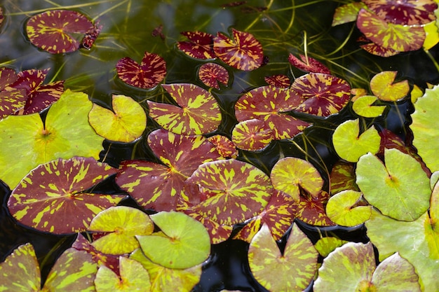 Beautiful blooming lotus flower with leaves Waterlily pond