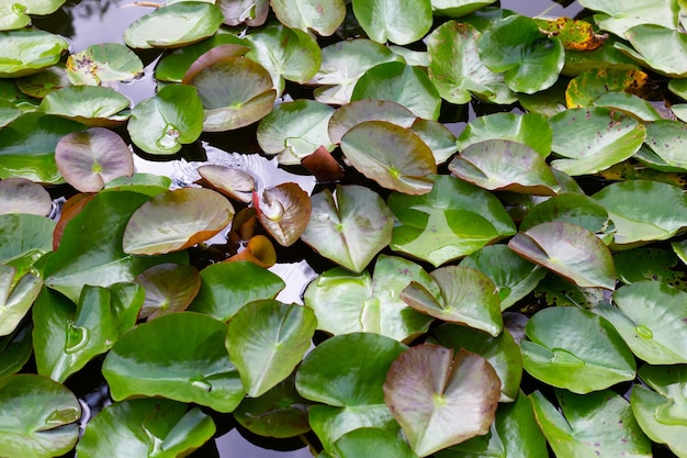 Beautiful blooming lotus flower with leaves Waterlily pond