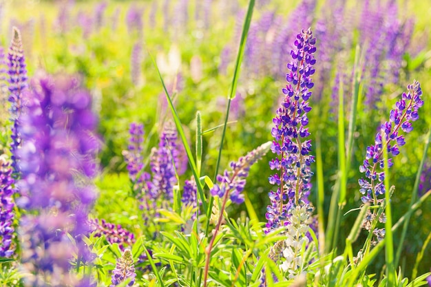 Beautiful blooming lupine flowers in spring time. Field of lupines plants background. Violet wild spring and summer flowers. Gentle warm soft colors, selective focus, blurred background