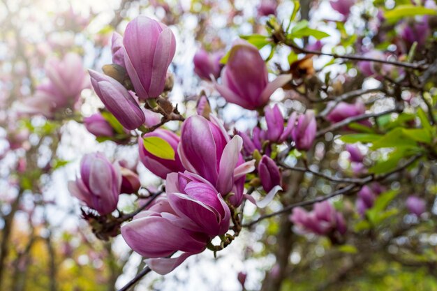 Photo beautiful blooming magnolia on tree for nature background