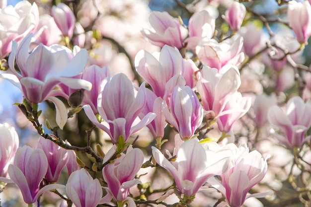 Beautiful blooming magnolias in spring Selective focus