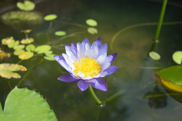 Beautiful blooming Nymphaea lotus flower with leaves Water lily pot