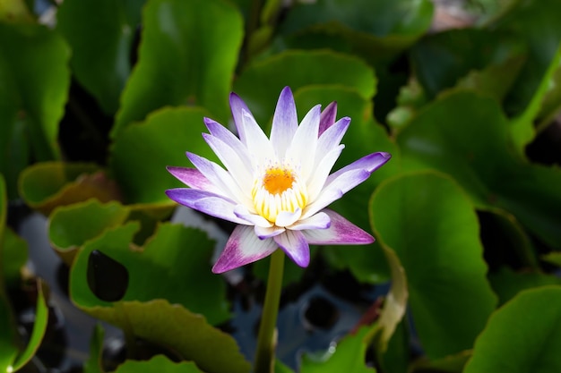 Beautiful blooming Nymphaea lotus flower with leaves Water lily pot