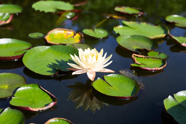 Beautiful blooming Nymphaea lotus flower with leaves Water lily pot