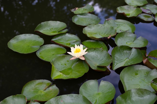 Beautiful blooming Nymphaea lotus flower with leaves Water lily pot