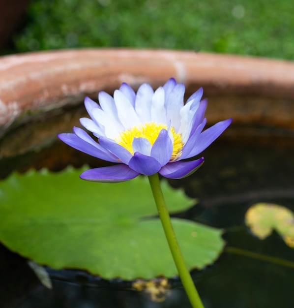 Beautiful blooming Nymphaea lotus flower with leaves Water lily pot