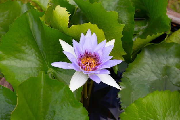 Beautiful blooming Nymphaea lotus flower with leaves Water lily pot