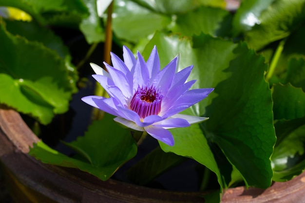 Beautiful blooming Nymphaea lotus flower with leaves Water lily pot