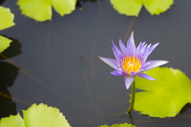 Beautiful blooming Nymphaea lotus flower with leaves Water lily pot