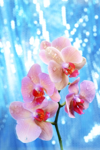 Beautiful blooming orchid  on bright background