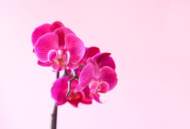 Beautiful blooming orchid flower Purple potted houseplant