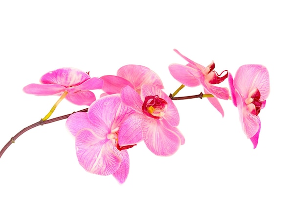 Beautiful blooming orchid isolated on white