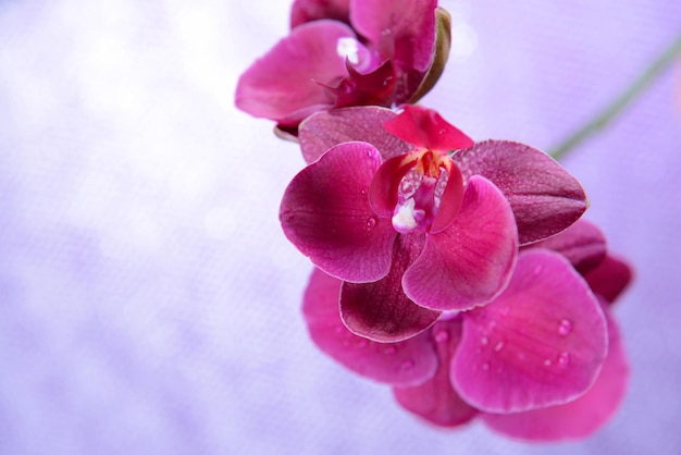 Beautiful blooming orchid  on light color background