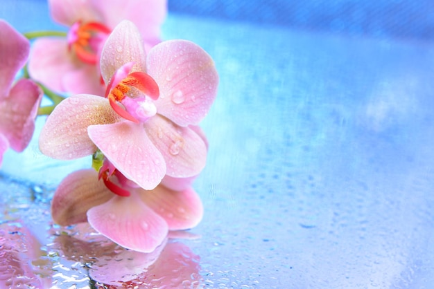 Beautiful blooming orchid with water drops  on light color background