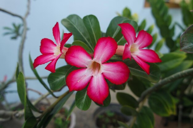 Beautiful blooming pink Adenium Adenium is known as kamboja Jepang in Indonesia family of Apocynac