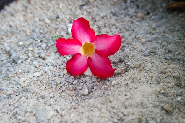 Beautiful blooming pink Adenium Adenium is known as kamboja Jepang in Indonesia family of Apocynac