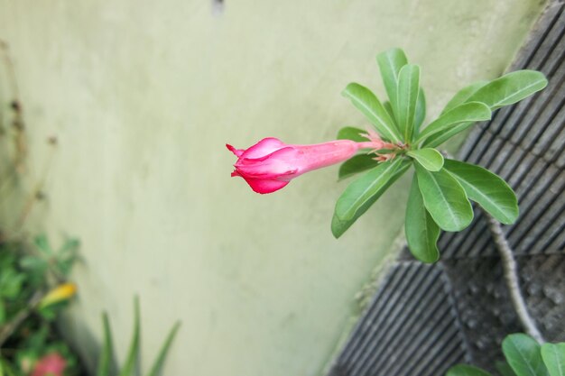 Beautiful blooming pink Adenium Adenium is known as kamboja Jepang in Indonesia family of Apocynac