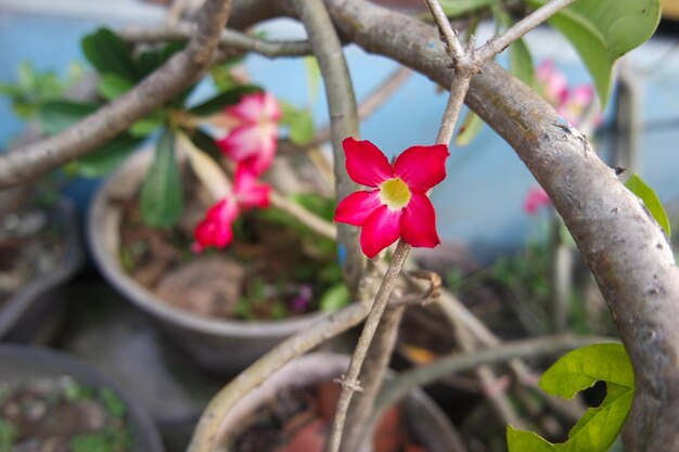 Beautiful blooming pink Adenium Adenium is known as kamboja Jepang in Indonesia family of Apocynac