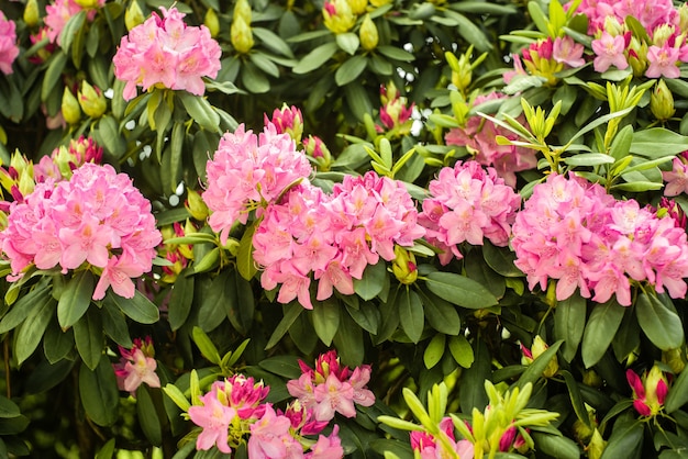 Beautiful blooming pink Azalea - flowering shrubs in the genus Rhododendron. Pink, summer flower background. gardening.