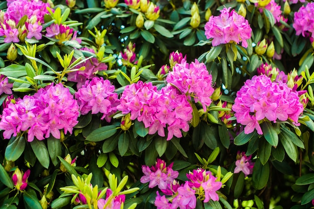 Beautiful blooming pink Azalea - flowering shrubs in the genus Rhododendron. Pink, summer flower background. gardening.