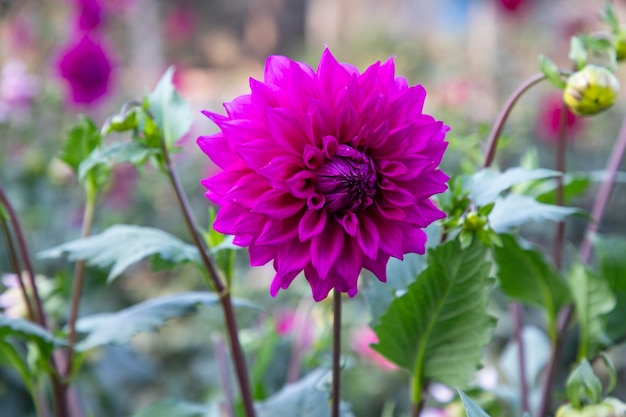 Beautiful Blooming Pink Dahlia Flower in the Garden Tree