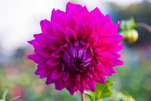 Beautiful Blooming Pink Dahlia Flower in the Garden Tree