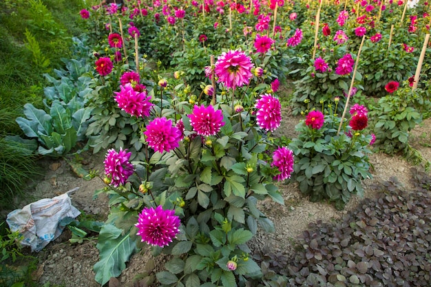 Beautiful Blooming Pink Dahlia Flower in the Garden Tree