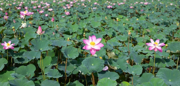 Beautiful blooming pink lotus flower with leaves Water lily pond