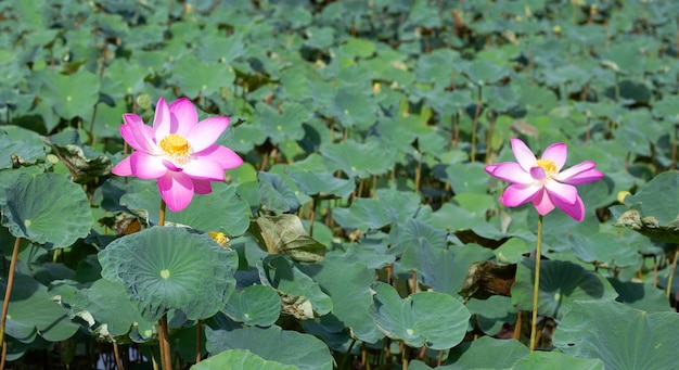 Beautiful blooming pink lotus flower with leaves Waterlily pond