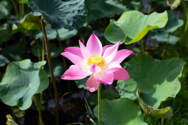 Beautiful blooming pink lotus flower with leaves Waterlily pond