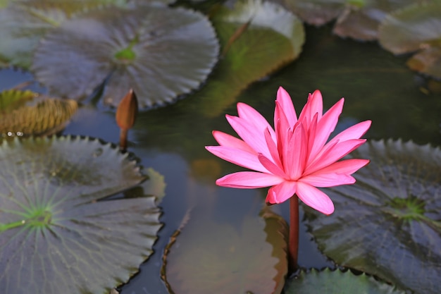 Beautiful blooming pink lotus flower