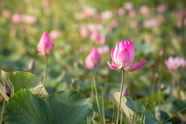 Beautiful blooming of pink lotus in pool nature, lily water flower blossom